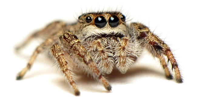 How is this cute jumping sipder affected by insecticides? (photo by C. Ernst, reproduced here with permission)
