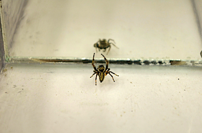A 'mirror test' - used to study behaviour in E. militaris (photo by R. Royaute)