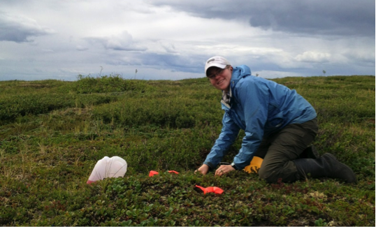 PhD student Crystal Ernst installing pan traps along the Dempster Highway (Yukon)