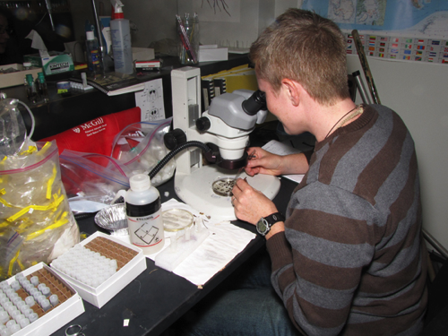 Sorting specimens back in the lab