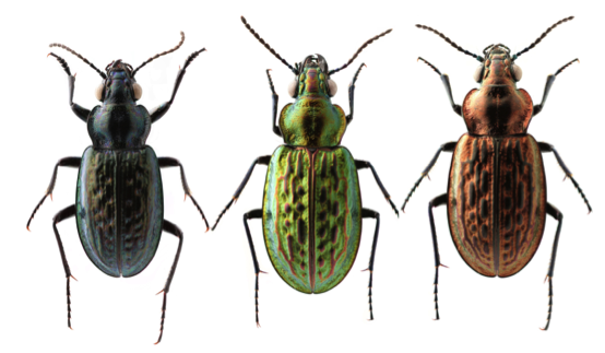 Three color morphs of Blethisa catenaria, a rare subarctic species (H. Goulet)