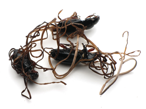 Pterostichus caribou with hairworms (C. Ernst)