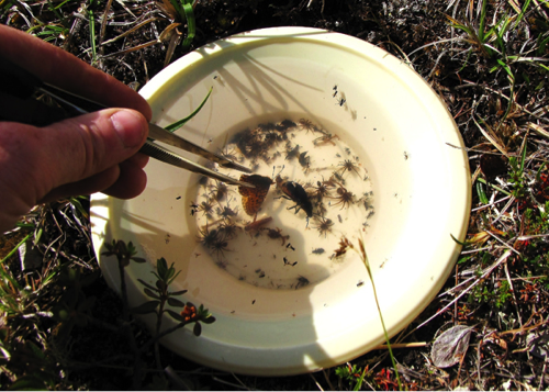 Specimens in pan trap (photo by C Ernst)