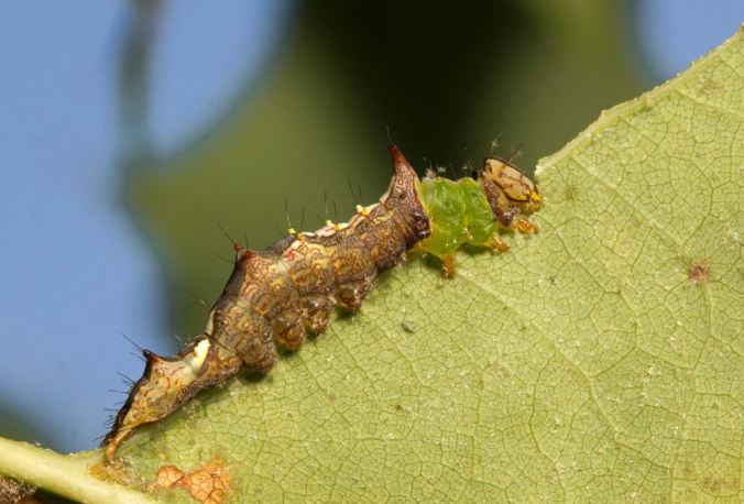 Munch, munch, munch. The hungry caterpillar. (photo by Sean McCann, reproduced here with permission)