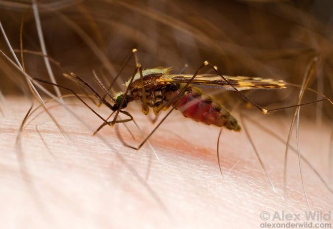 A mosquito, before the squish. (photo by Alex Wild, reproduced here with permission)