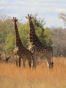 giraffe