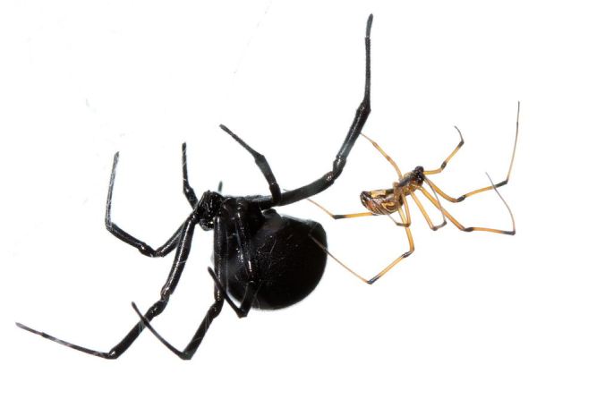 Surely you want to know more about these lovely Black Widow spiders? Photo by Sean McCann, reproduced here with permission