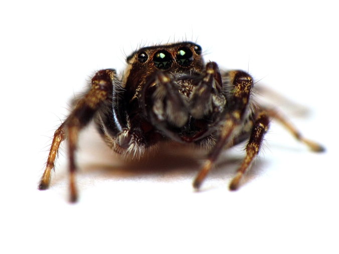 A male bronze jumper (Eris militaris). Photo by C. Ernst, reproduced here with permission.