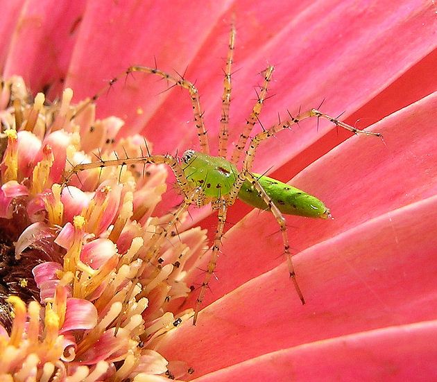 Lynx spider! Photo by Sean McCann, reproduced here with permission