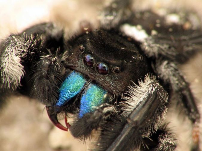 An awesome Phidippus spider. Photo by Sean McCann, reproduced here with permission