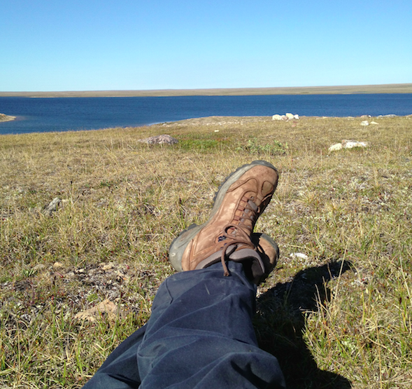 Lunch break on the tundra: an opportunity for natural history observations