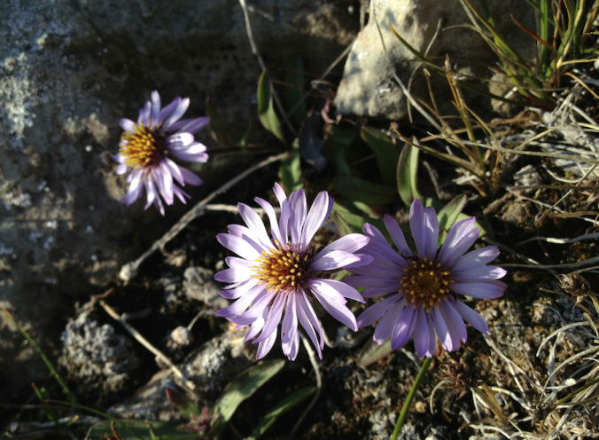 Arctic wildflowers. Worthy of research... just because?