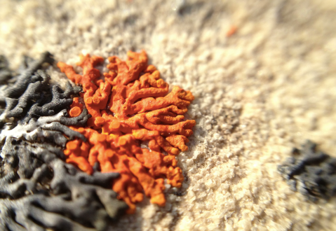 I'm likin' these lichens. And surely data about them is required...