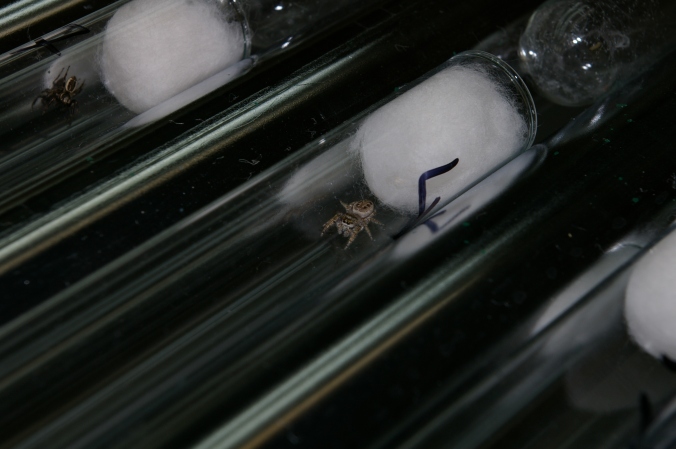 One of our study spiders, in its tube. (Photo by R. Royaute)