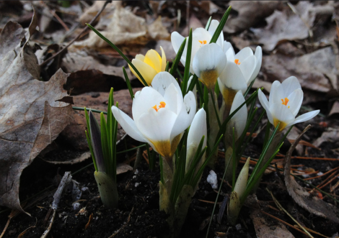 Spring is coming!