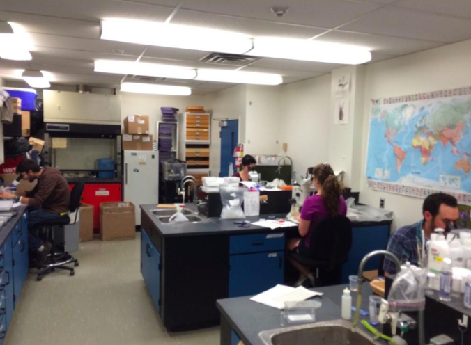 A glimpse at the grad students hard at work, using microscopes, in my lab. As ecologists, we need taxonomists. 