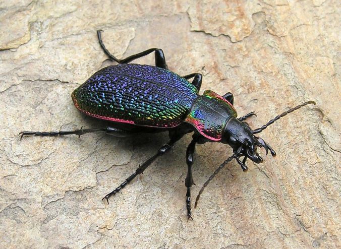 Carabus vietinghoffi. Photo by Henri Goulet.