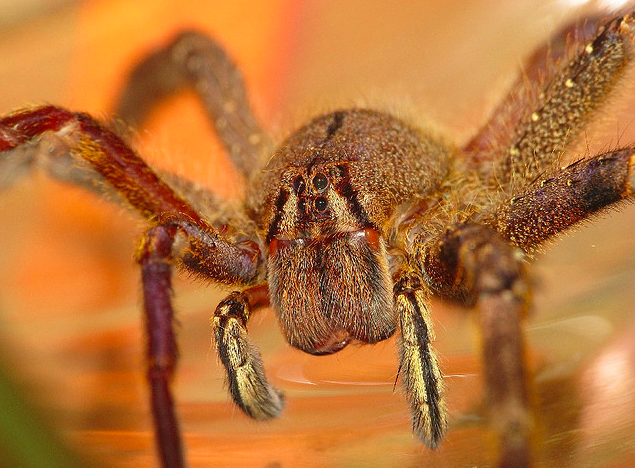 A wandering spider that is sometimes found in fruit (photo by Sean McCann, reproduced here with permission)