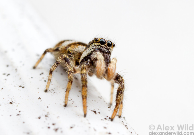 The cute Zebra jumper (By Alex Wild)