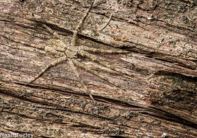 A Pisauridae spider, photo by Nash Turley (reproduced here with permission)