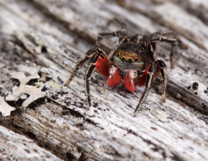 Here's a stunning jumping spider: Habronattus americanus (by Sean McCann)