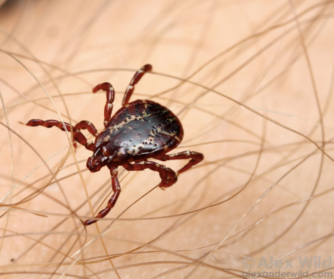 Ticks: you should watch out for these. Photo by Alex Wild.