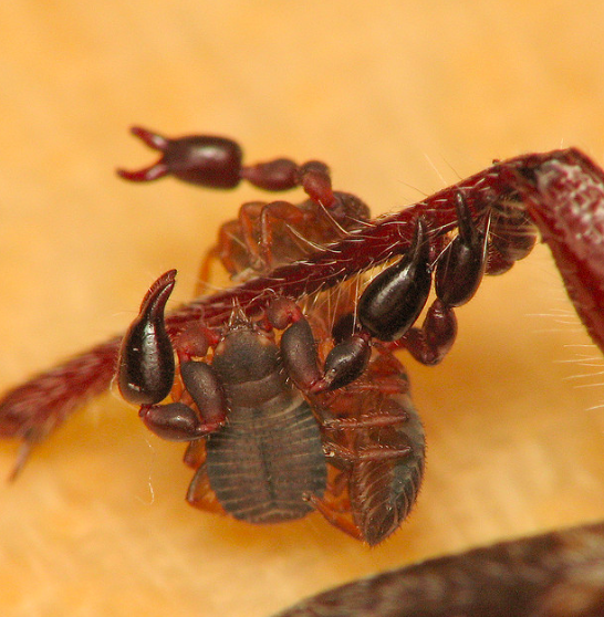 Pseudoscorpions 'catching a ride' on an insect. Photo by Sean McCann