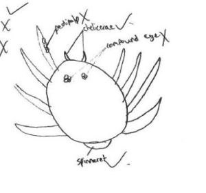 A spider of sorts.
