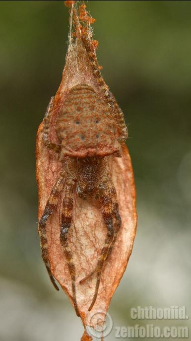 A spider from Singapore: it vibrates its web at high speed if it's threatened. Wow. 