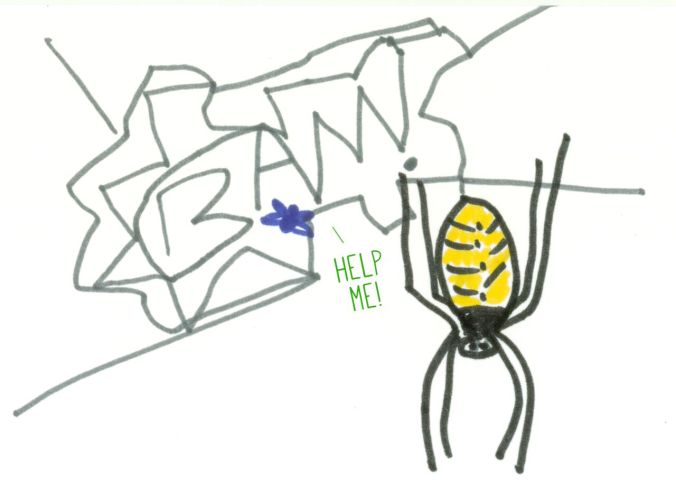 Argiope