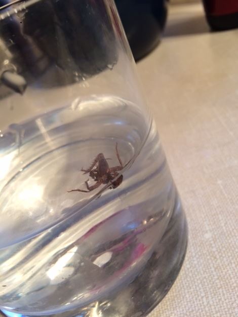 Crickets: Everywhere