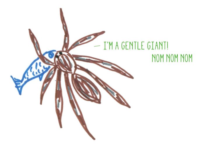 Dolomedes