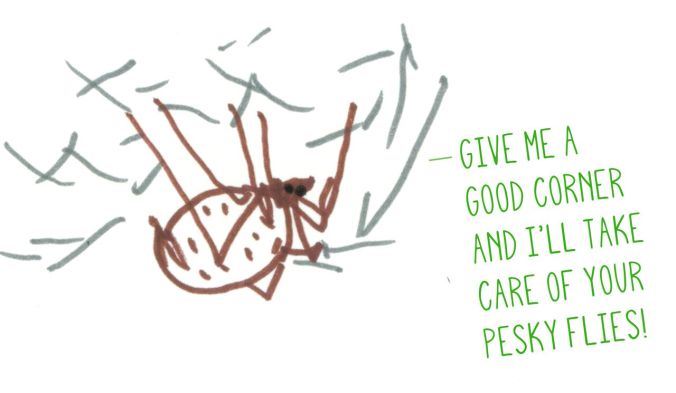 HouseSpider
