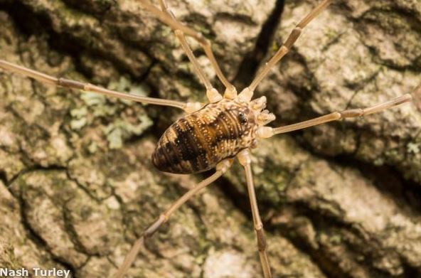 Opiliones