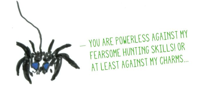 Phidippus