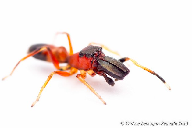 A spider found for the first time in Canada: Myrmarachne formicaria (photo by V. Levesque-Beaudin, reproduced here with permission)