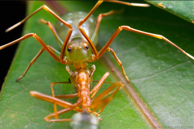 Wow - this is a Thomisidae (crab spider) that's an ant-mimic. In Australia, of course. Photo by Alex Wild.
