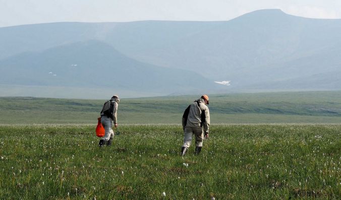 Searching for wolf spiders on the Tundra