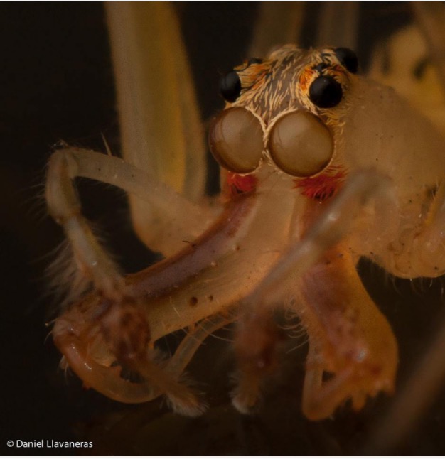 Lyssomanes species, from Daniel Llavaneras, reproduced here with permission.