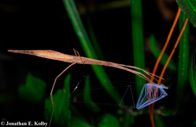 From Jonathan Kolby, an awesome net-casting spider! Amazing animals.