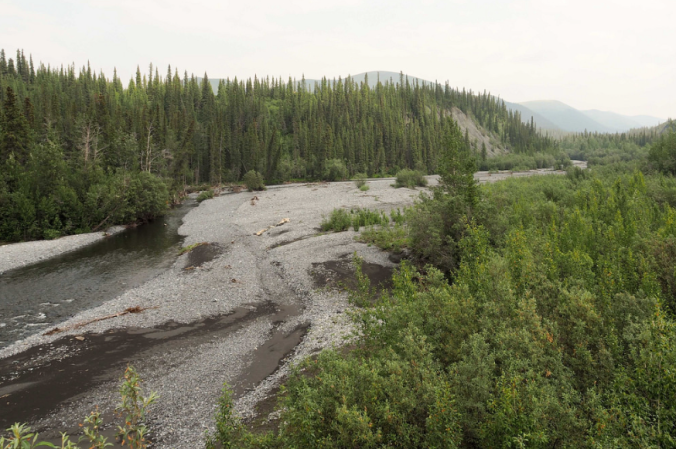 The big landscape: A river above the Arctic circle: our pseudscorpion friend can be found under the rocks alongside this river.