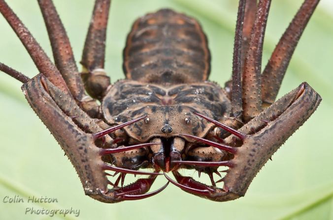 A tailless whip scorpion, by Colin Hutton (reproduced here with permission)