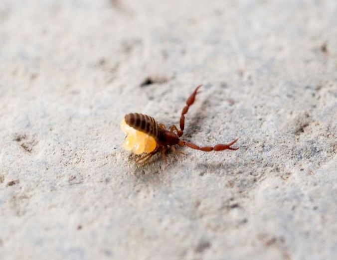 The Arctic pseudoscorpion, Wyochernes asiaticus