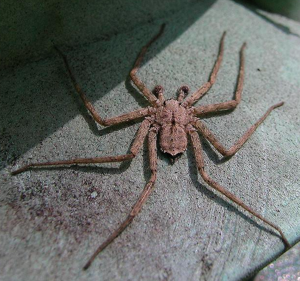 Here's a nice looking spider - it's a Selenops. There is exciting new research about these critters! (photo by Sean McCann)