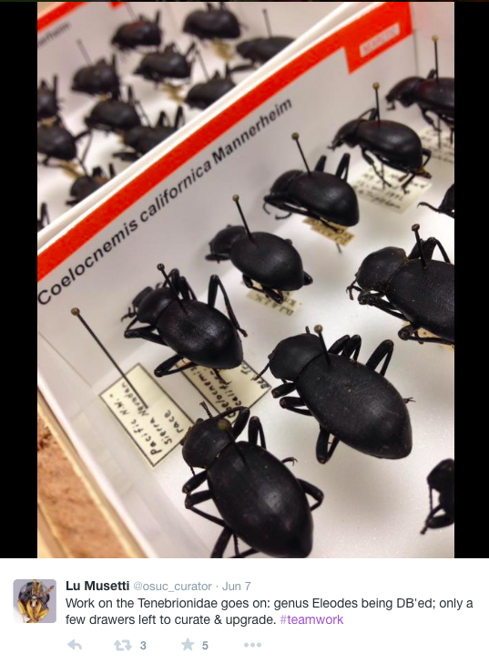 Beetles in drawers: a great example of specimens in a curated museum, and shows how such specimens can be used for all kind of research!