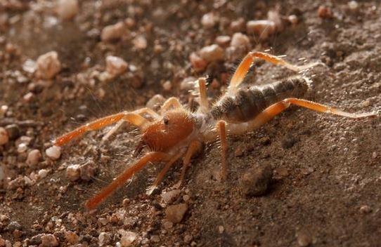 An amazing photo of a Solifuges (aka Camel Spider), by Sean McCann