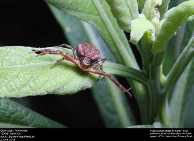 A wonderful shot of a crab spider: part of the brilliant "insects unlocked" project.