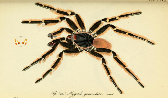 Tarantula! Wonderful illustration from the Biodiversity Heritage Library. 