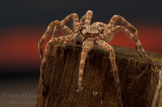 Meet your dock spiders. Photo by Sean McCann.