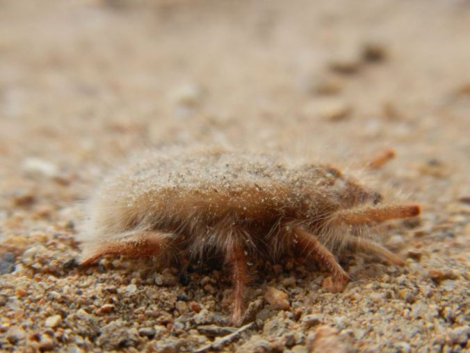 Not meant for speed, solifugids in the Hexisopodidae family are equipped with fossorial 2nd, 3rd, and 4th legs. Photo by M. Kent